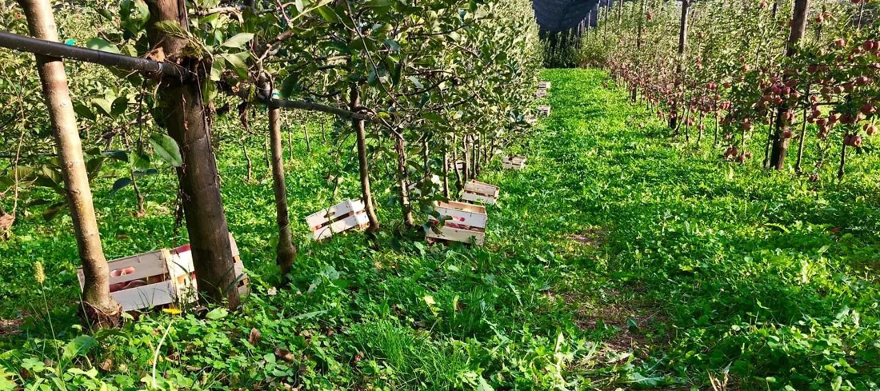 Loft Naturalpina Dolomiti Farm 벨루노 아파트